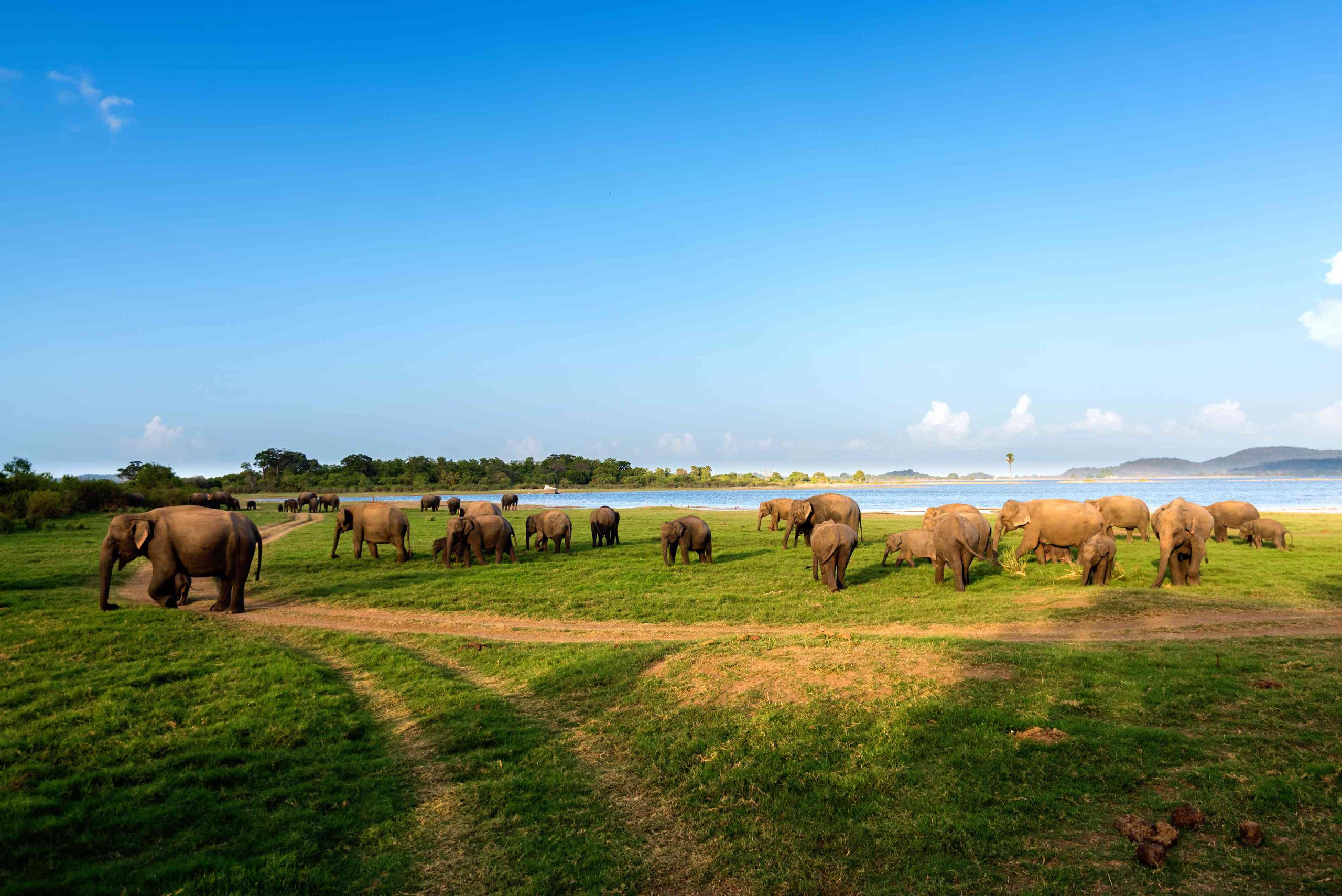 wild-elephants-sri-lanka